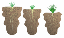 S hlubokými kořeny v boji proti jarnímu suchu